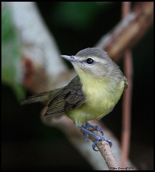 _6SB0969 warbling vireo.jpg